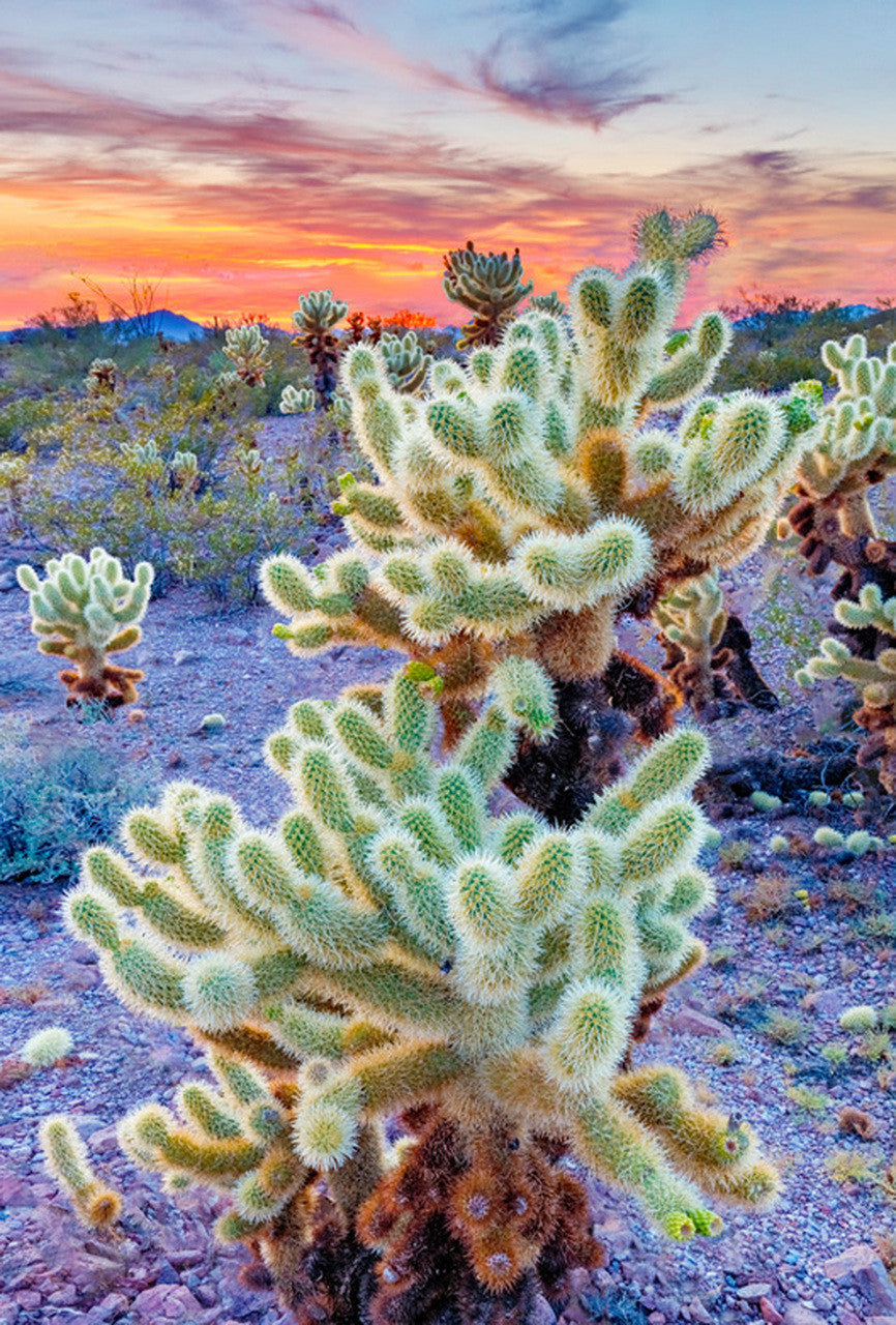Cholla 3D Magnet