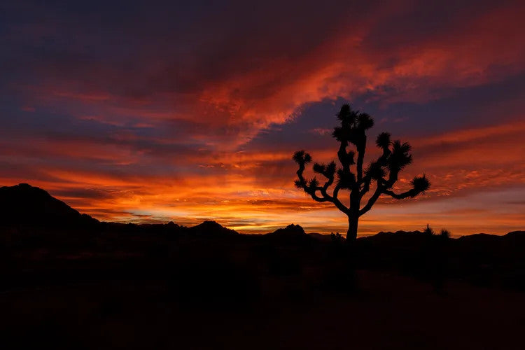 Christmas Sunrise 10"x15" Metal Print
This image was made at sunrise on Christmas morning in 2017. The single Joshua Tree (Yucca brevifolia), a member of the Agave family stands in silhouette against a striking orange colored landscape.