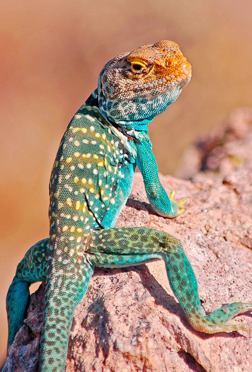 Collared Lizard 3D Magnet