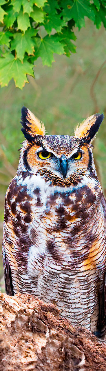 Great Horned Owl 3D Bookmark
This large owl is very adaptable bird. It is the most widely distributed true owl in the Americas. Its primary diet consists of rodents and small mammals such as rabbits. (This image moves significantly when you tilt it to the side)