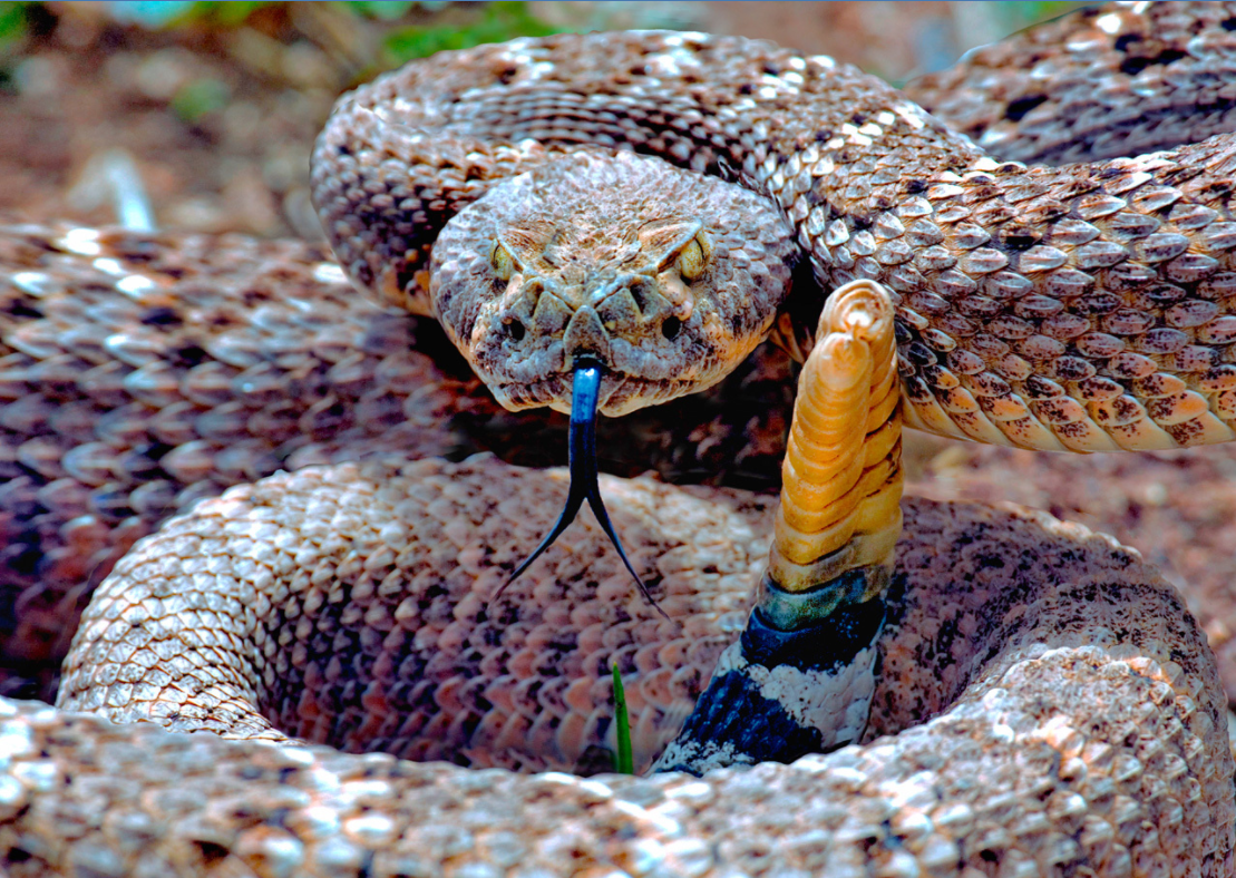 Rattlesnake 3D Magnet