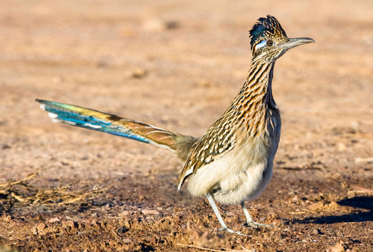 Roadrunner 3D Magnet