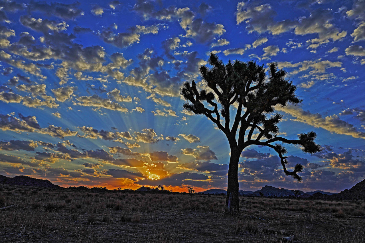 Skyrise 10"x15" Metal Print
A Joshua Tree, cotton candy clouds and sky rays create a mesmerizing start to a very late spring day in Joshua Tree National Park.