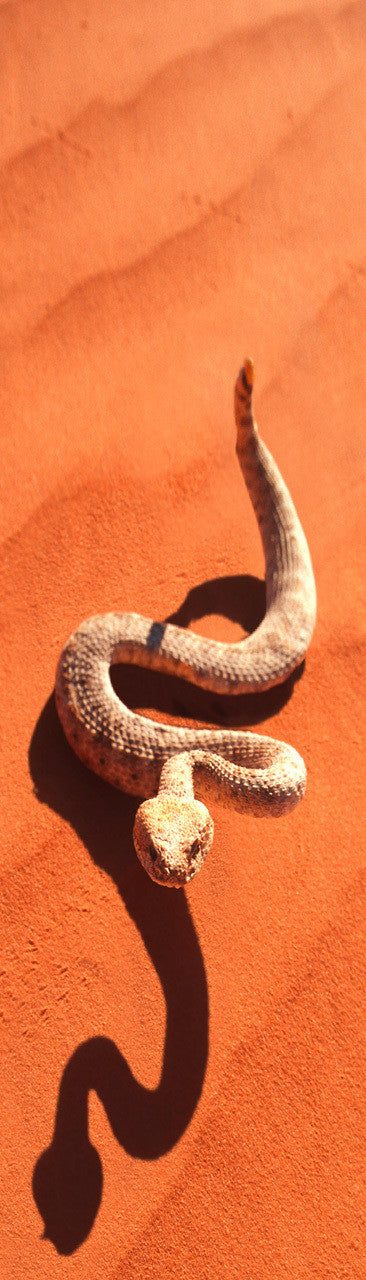 Sidewinder Rattlesnake 3D Bookmark
Crotale Sidewinder Rattlesnake