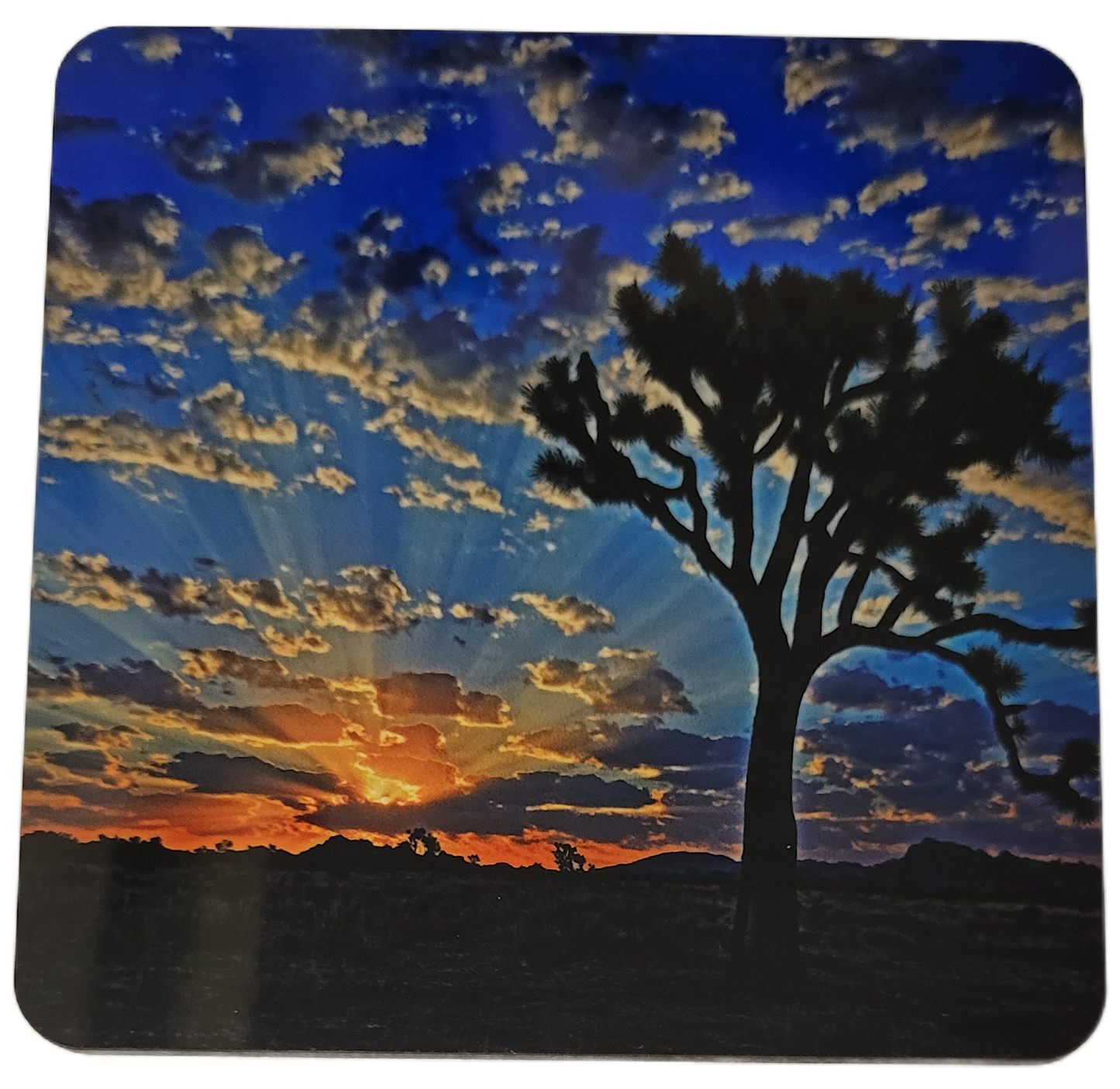 Kevin Powell Joshua Tree Coasters