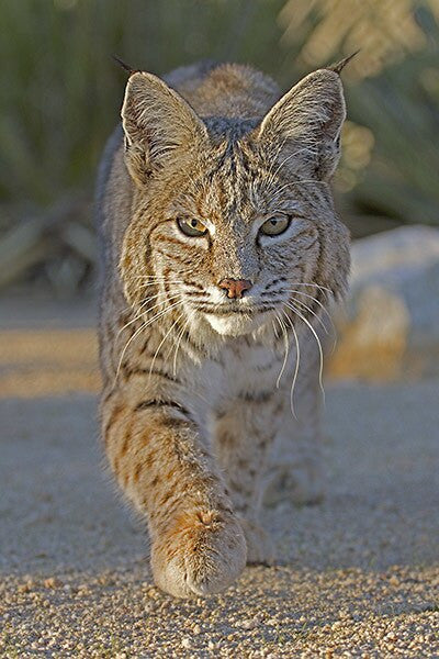 Bobcat Stroll by local photographer David McChesney