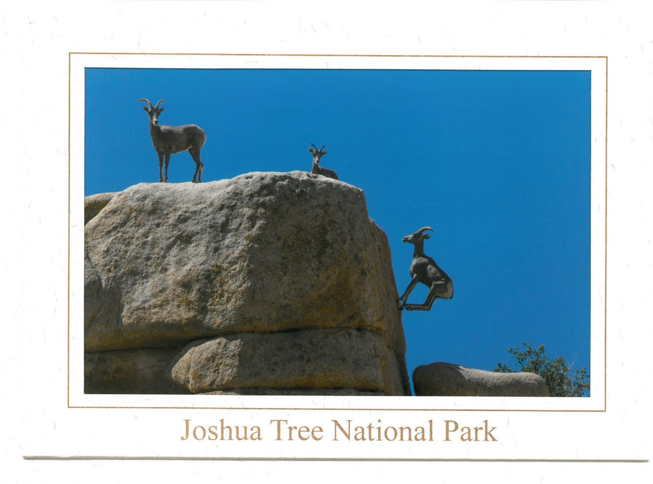 Ascent Notecard by Kevin Powell

This image of Desert Bighorn Sheep (Ovis canadensis nelsoni) was made in the Wonderland of Rocks on a hot July morning. The ewe (female) on the left and her ram (male) lamb seen on top of the rock are waiting for another ewe that is climbing/jumping up to join them.