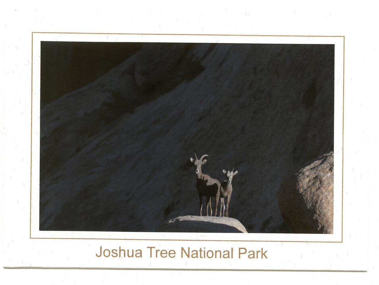 Focused Notecard by Kevin Powell

On an early morning wander within the Wonderland of Rocks, I am greeted by the focused gaze of a Desert Bighorn Ewe and her months old lamb.