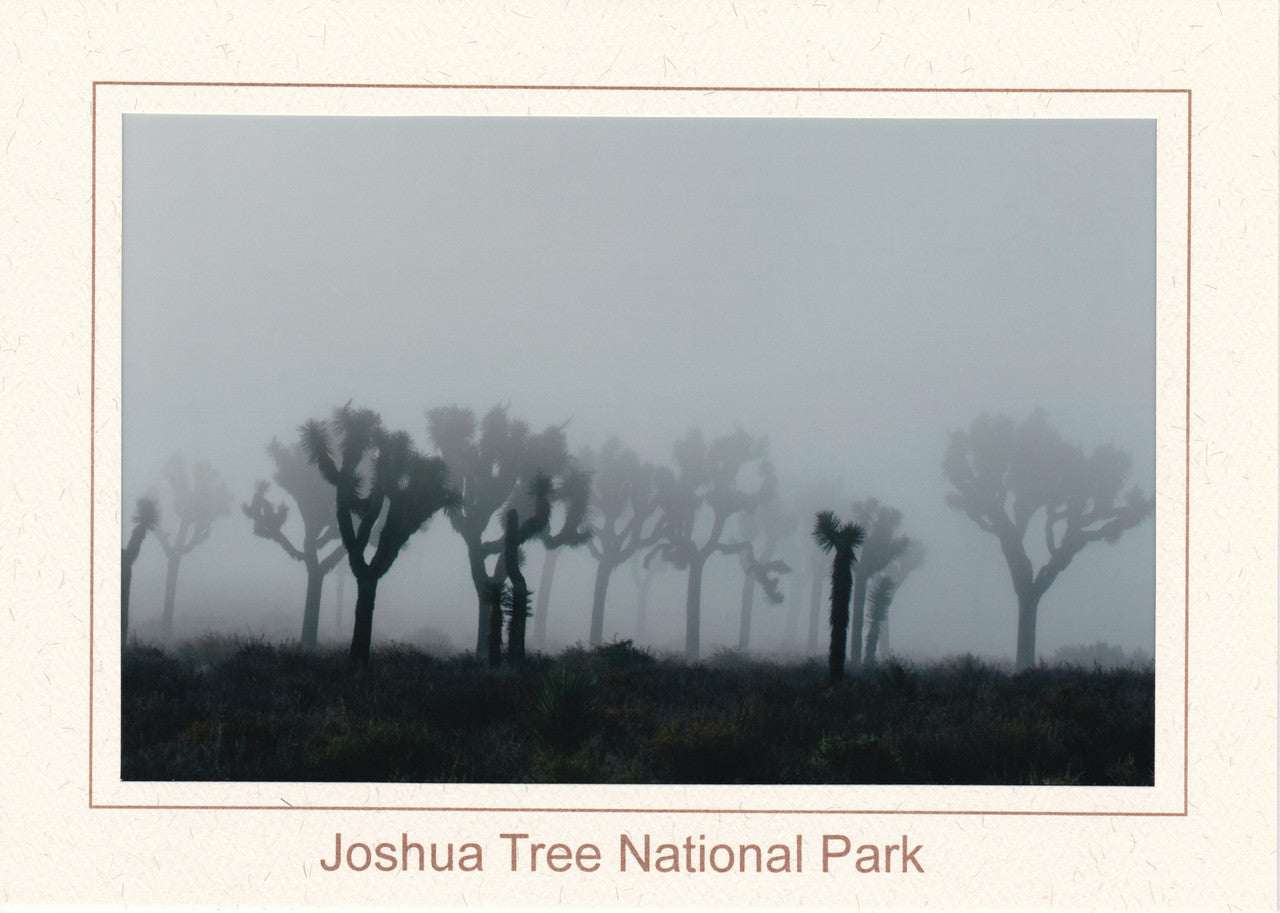 Foggy Silhouettes Notecard by Kevin Powell

Ground fog adds a mystical touch to this Joshua Tree (Yucca brevifolia) forest as seen here in Queen Valley. Fog is a rare phenomenon in this arid desert environment and typically only lasts a few hours.