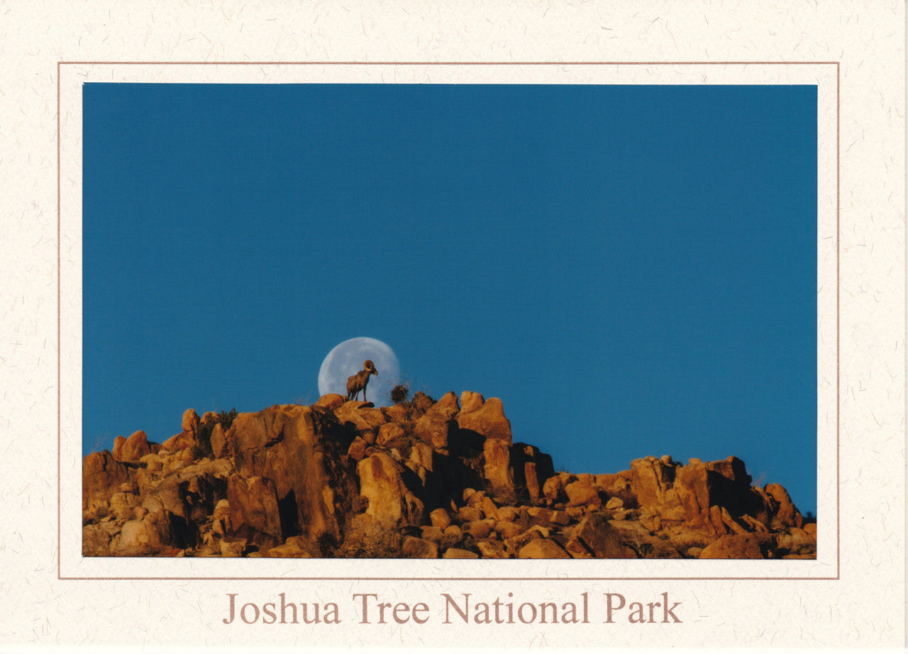 Lunar Bighorn Notecard by Kevin Powell
