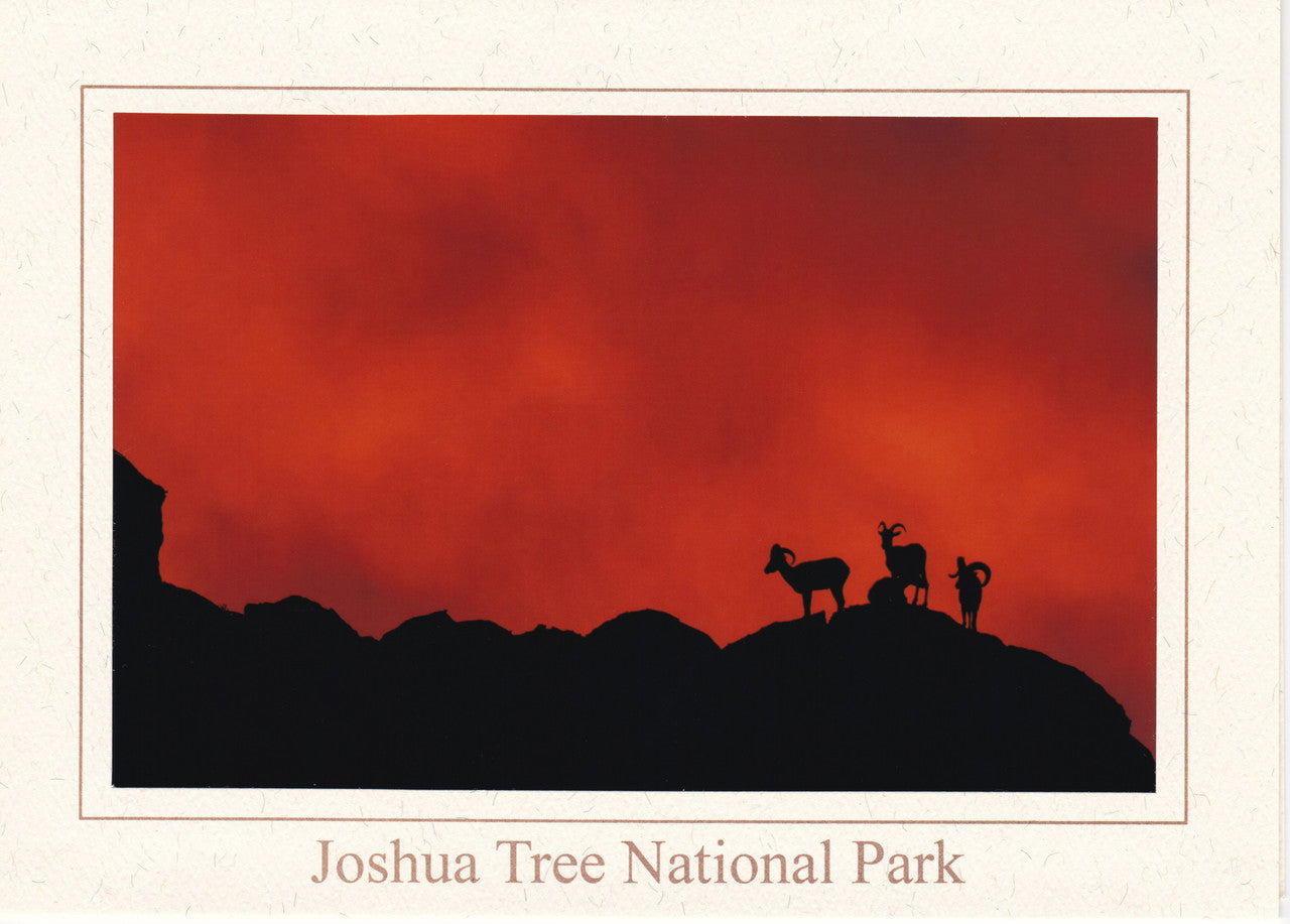 Sheeprise Notecard by Kevin Powell

Waking up atop a rocky ridge at sunrise on a warm summer morning, a small herd of Desert Bighorn sheep stand in striking  silhouette against a cloudy, orange infused sky.