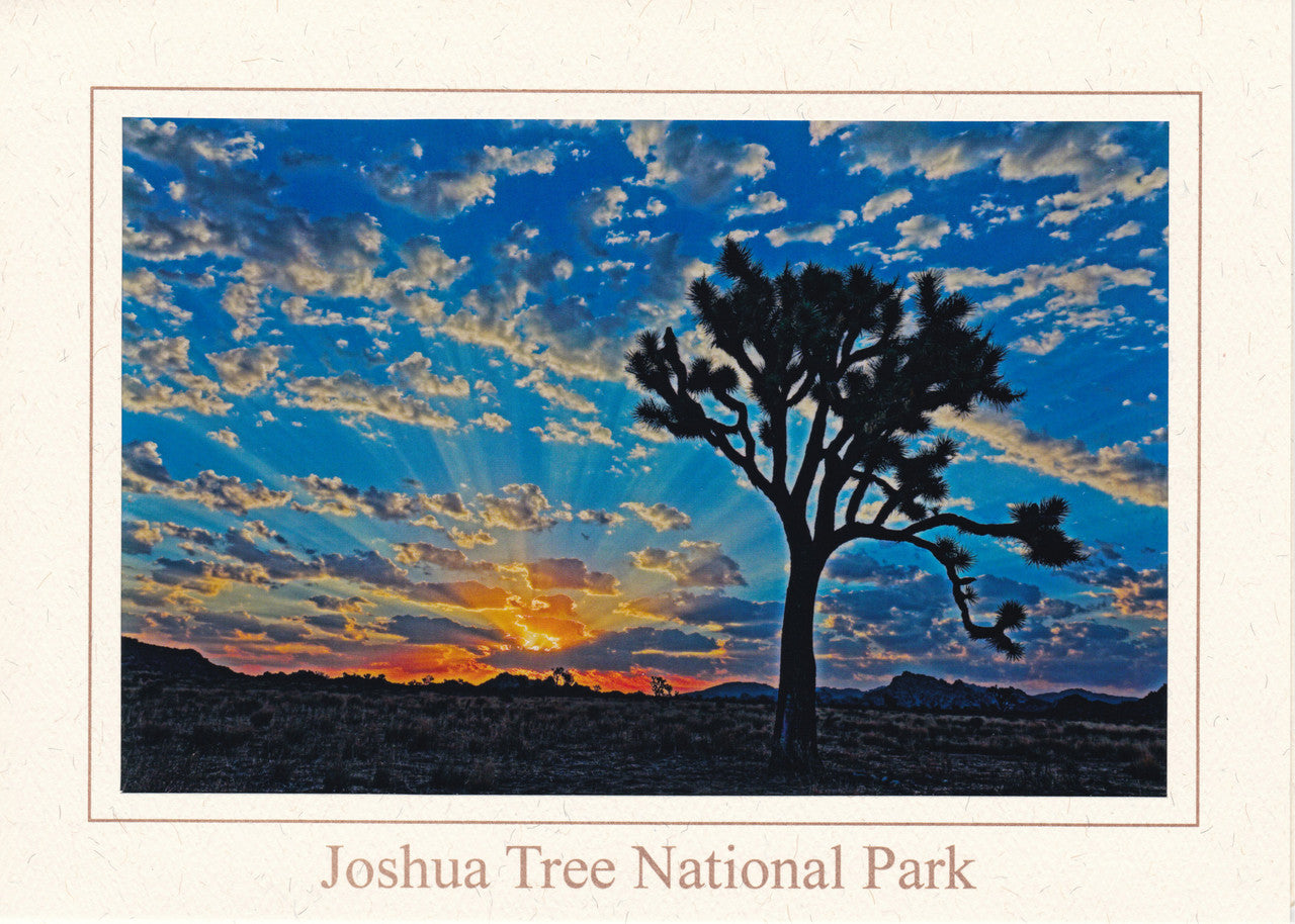 Skyrise Notecard by Kevin Powell

A Joshua Tree (Yucca brevifolia), cotton candy clouds and sky rays create a mesmerizing start to a very late spring day!