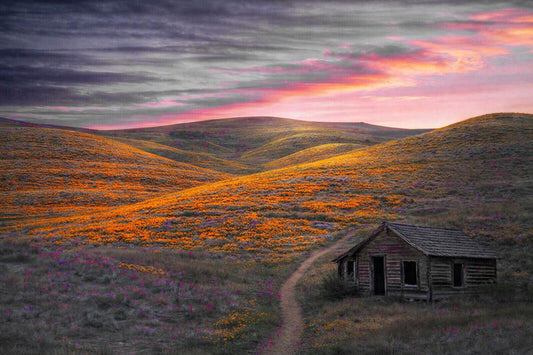 **California Poppy Field**