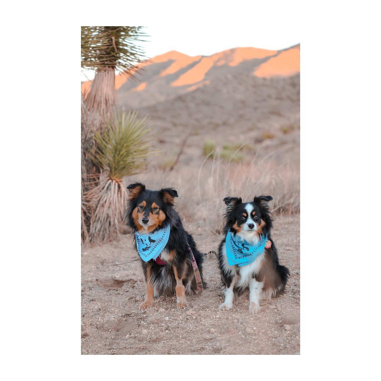 Dogs wearing the bandanas