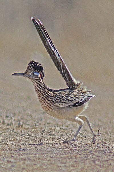 Excited Roadrunner by local photographer David McChesney