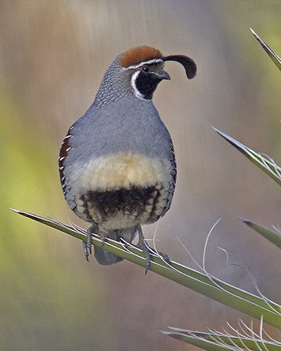 Gambles Quail on Yucca by local photographer David McChesney