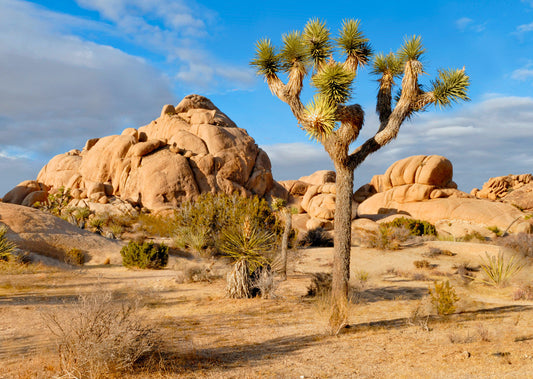 Joshua Tree 3D Postcard

Native to the Mojave Desert in America's Southwest, Joshua Trees are fast growers for the desert. Seedlings may grow three inches per year during the first ten years. Joshua Trees can live for hundreds of years, even a thousand years. Joshua Tree National Park, protected since 1936 and declared a national park in 1994, is named for the iconic Joshua Tree.