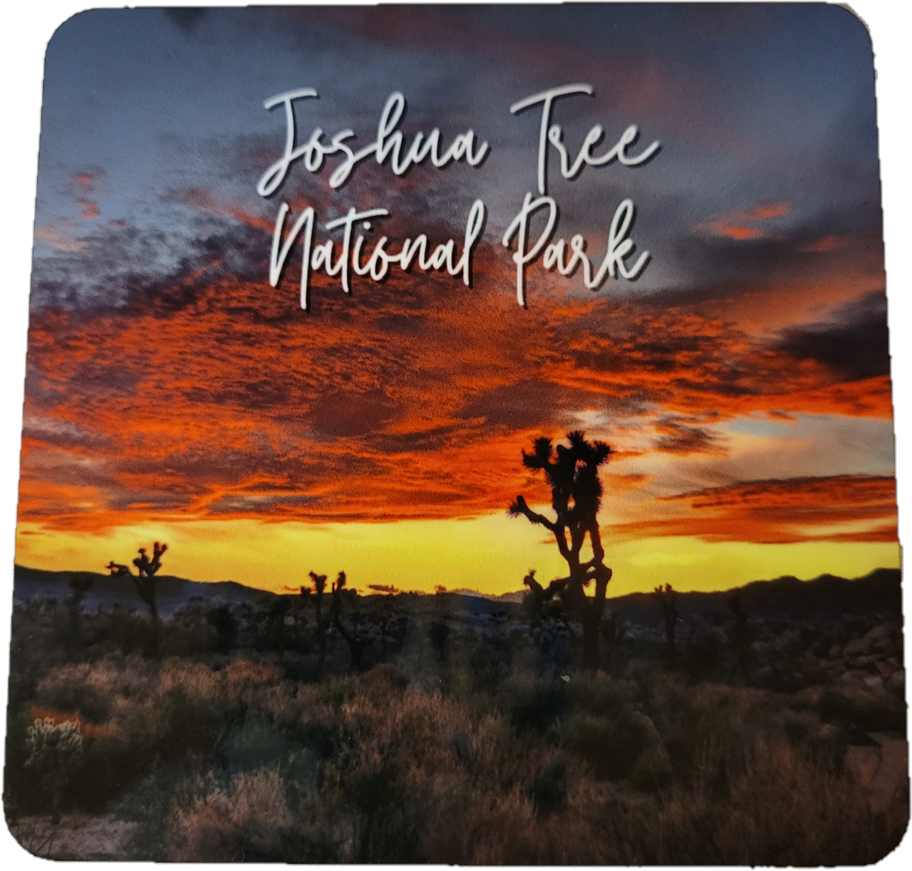 Joshua Tree National Park Joshua Tree Sunset Coaster