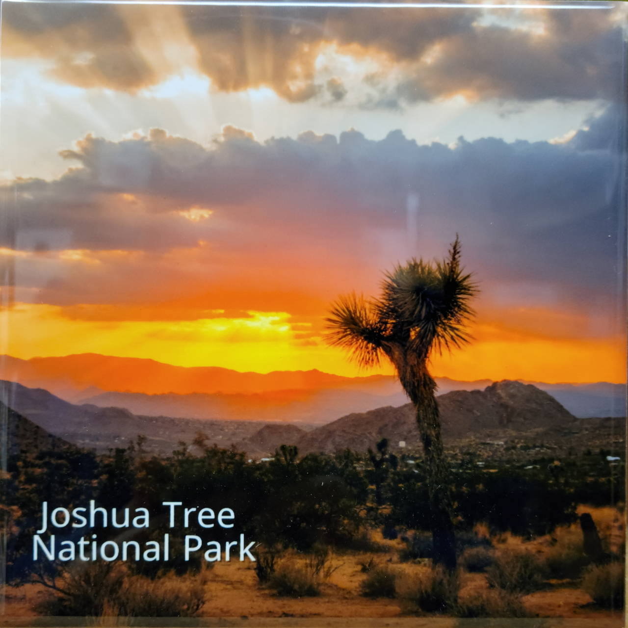 Joshua Tree National Park Glazed Ceramic Tile