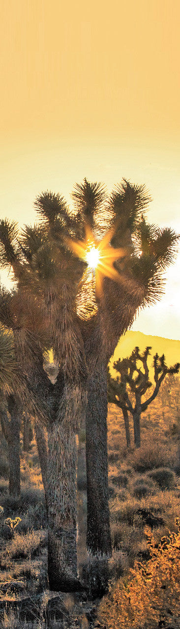 Joshua Tree Sunset 3D Bookmark

This distinctive Mojave Desert Tree can grow over 40 feet high and have roots reaching down more than 30 feet. Some specimens survive a thousand years.