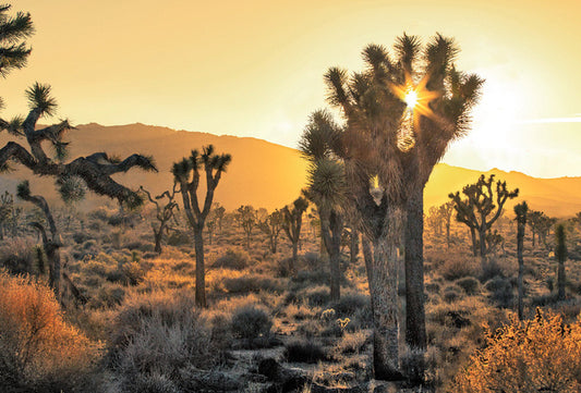 Joshua Tree Sunset 3D Magnet