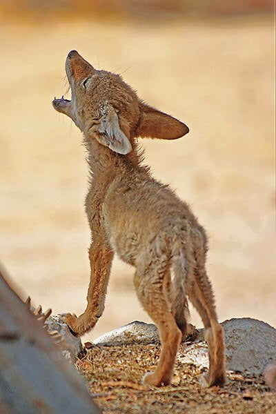 Lil Wiley Howling by local photographer David McChesney