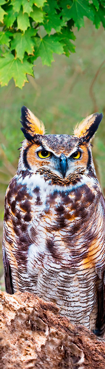 Great Horned Owl 3D Bookmark

This large owl is very adaptable bird. It is the most widely distributed true owl in the Americas. Its primary diet consists of rodents and small mammals such as rabbits. (This image moves significantly when you tilt it to the side)