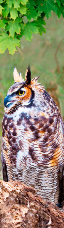 Great Horned Owl 3D Bookmark 

This large owl is very adaptable bird. It is the most widely distributed true owl in the Americas. Its primary diet consists of rodents and small mammals such as rabbits. (This image moves significantly when you tilt it to the side)