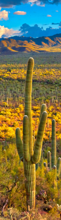 Saguaro 3D Bookmark

A universal symbol of the American West, saguaros can grow up to 70 feet tall. Arms begin to grow after 50 to 100 years of age. White, waxy flowers appear in the spring. The spines are extremely sharp and nearly as strong as steel needles.