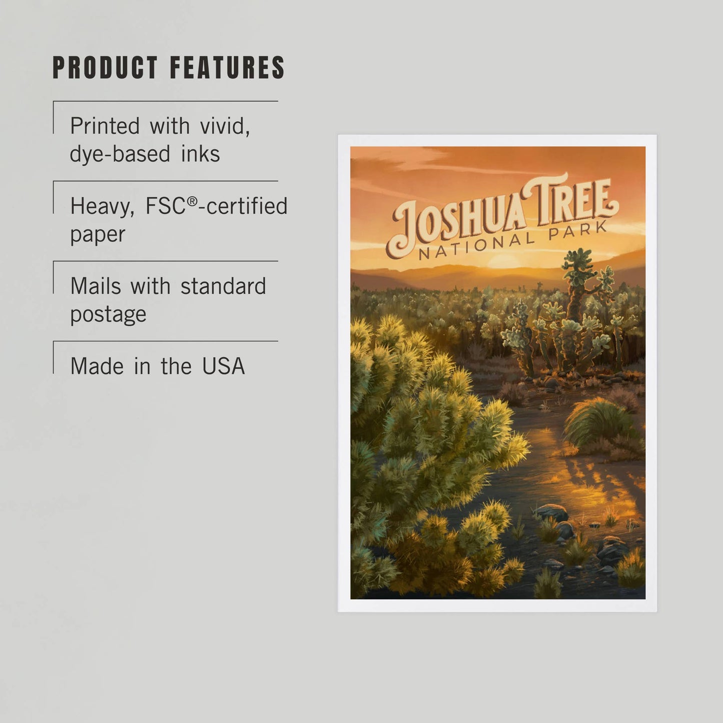 Joshua Tree National Park Cholla Postcard