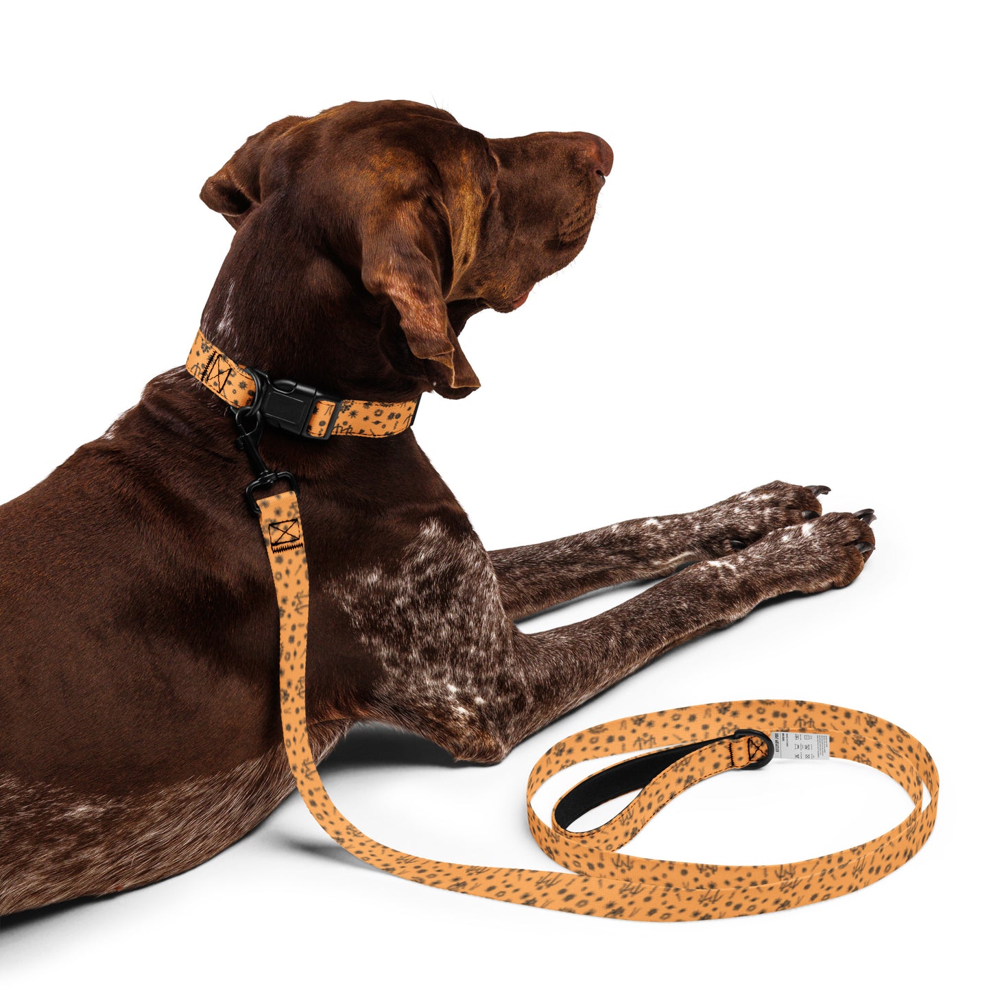 Pet Collar & Leash