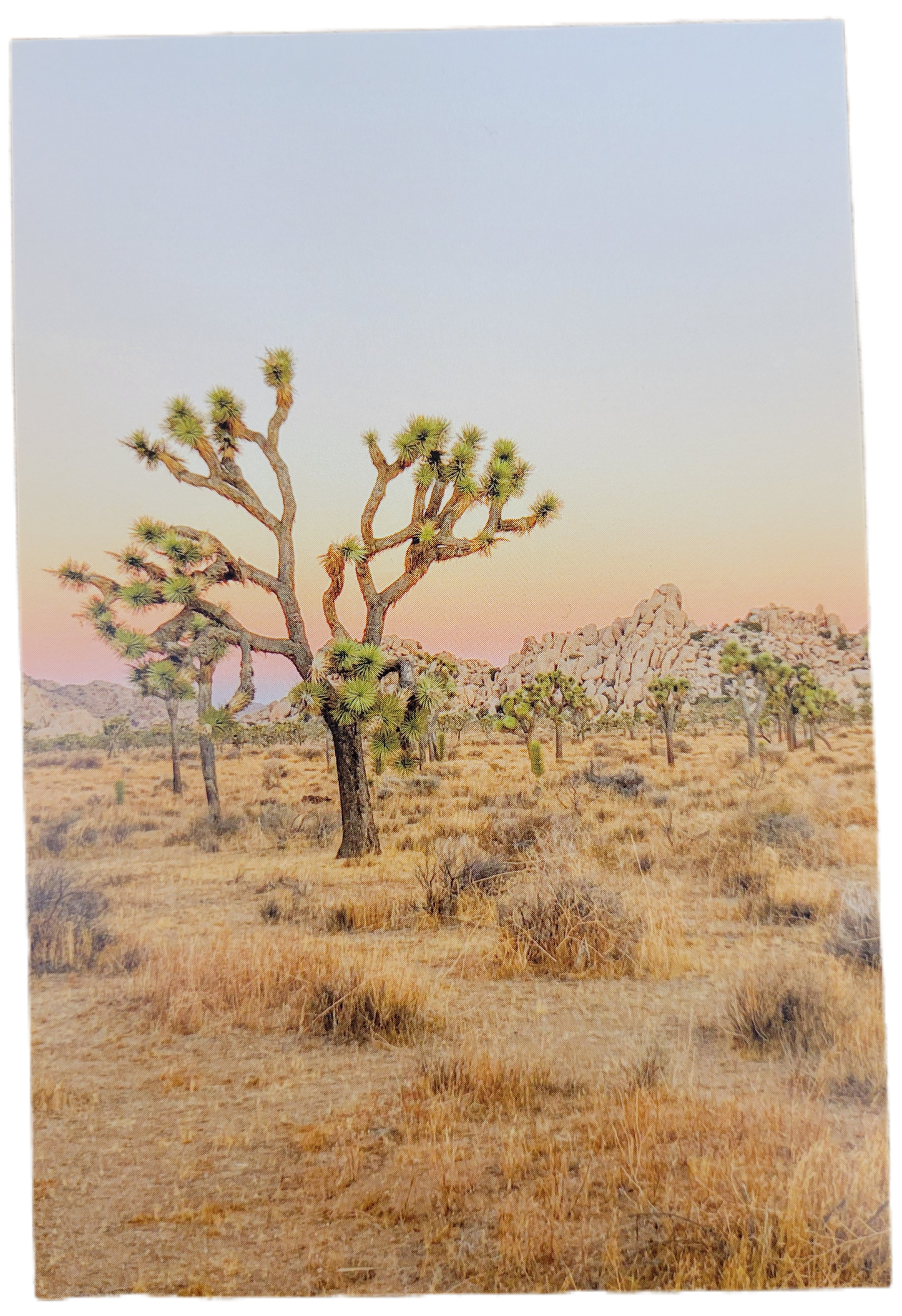 Assorted Joshua Tree Postcards