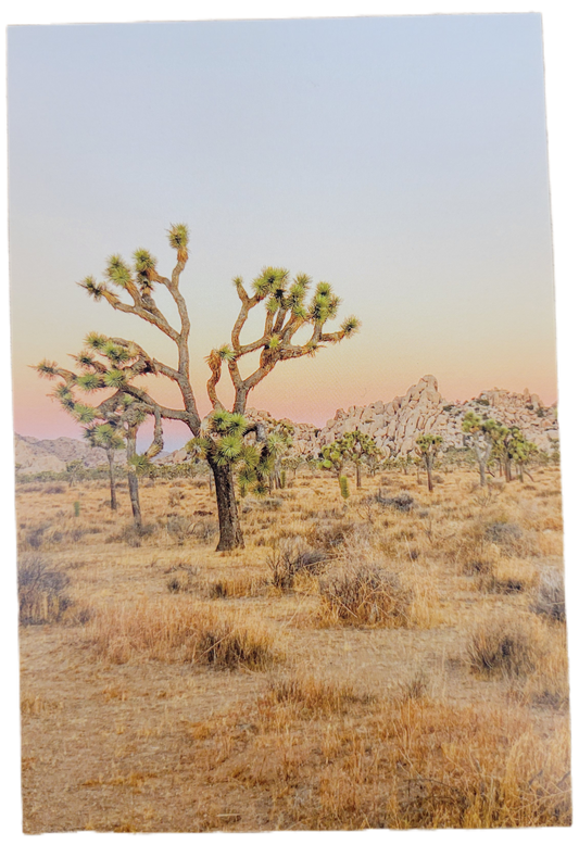 Assorted Joshua Tree Postcards