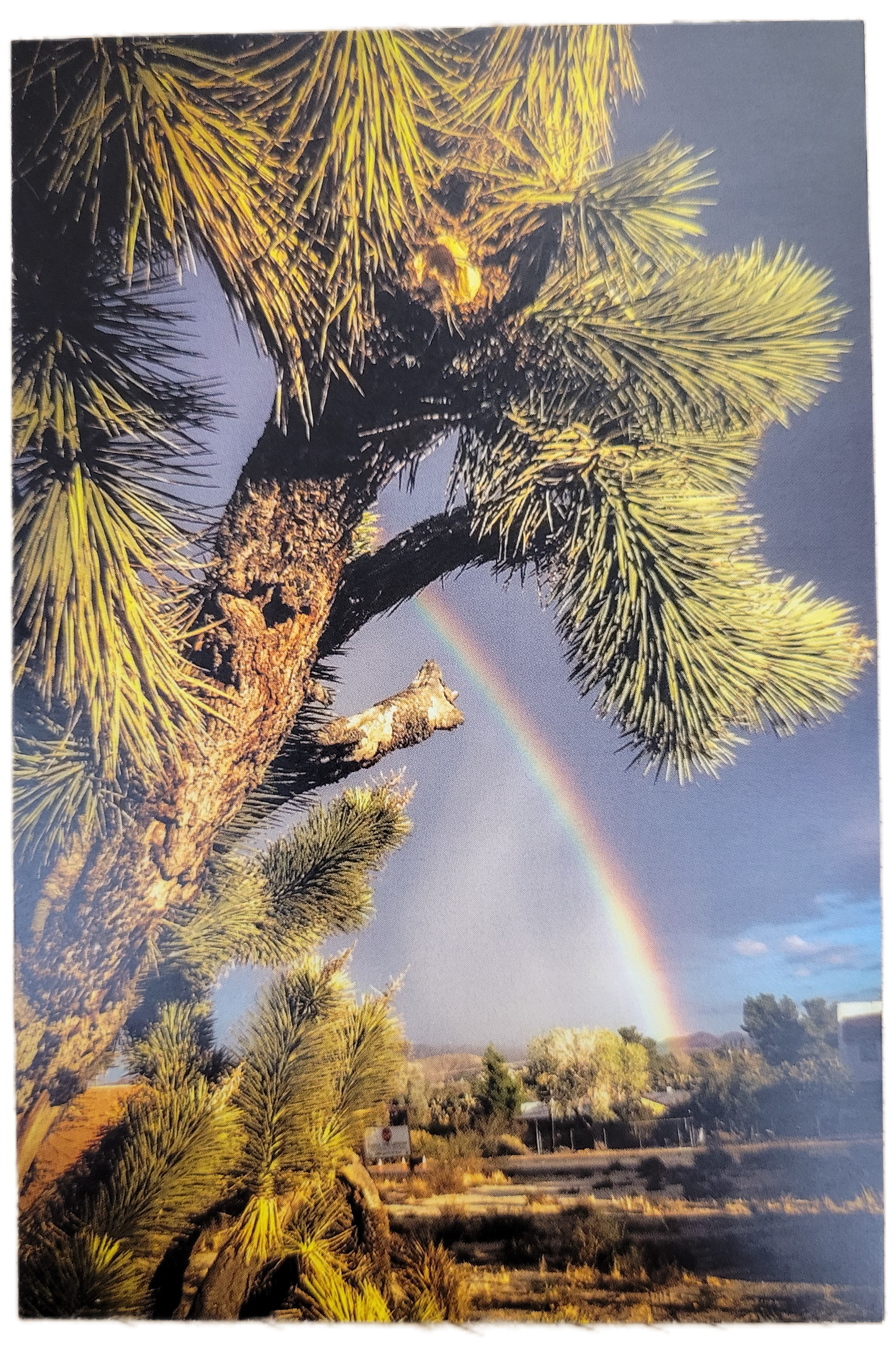 Assorted Joshua Tree Postcards