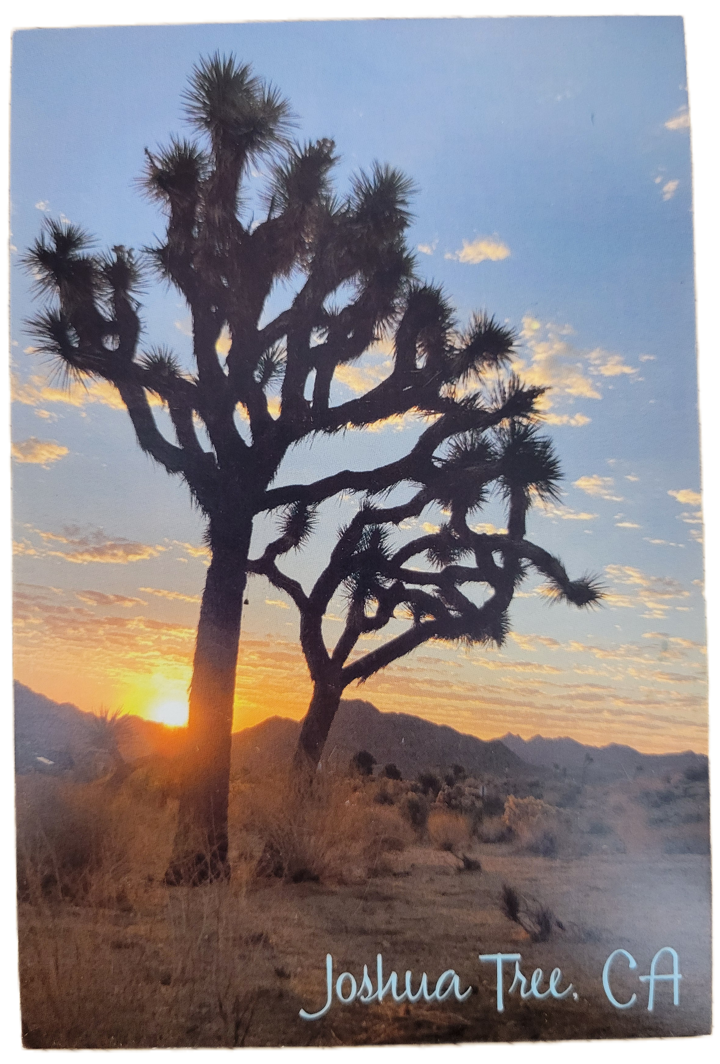 Assorted Joshua Tree Postcards