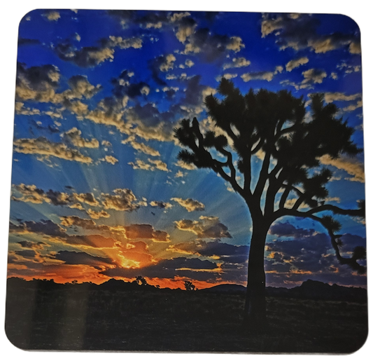 Kevin Powell Joshua Tree Coasters