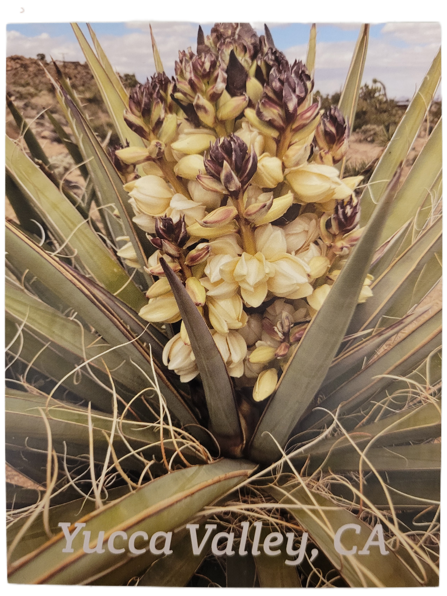Assorted Joshua Tree Postcards